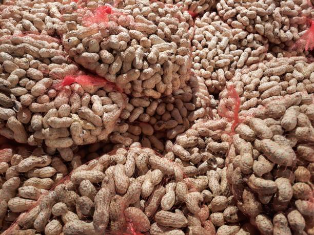 The Matel International - WhatsApp Image 2025-09-29 at 10.23.49 AM (1)